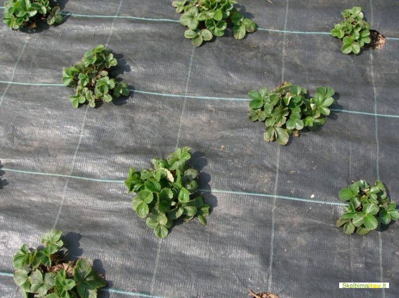 Agrotekstilė dirvožemio sluoksnių atskyrimui