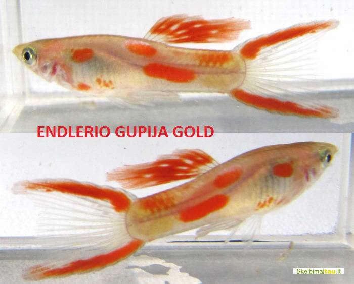 Endlerio gupijos, juodos molinezijos, kardonešiai