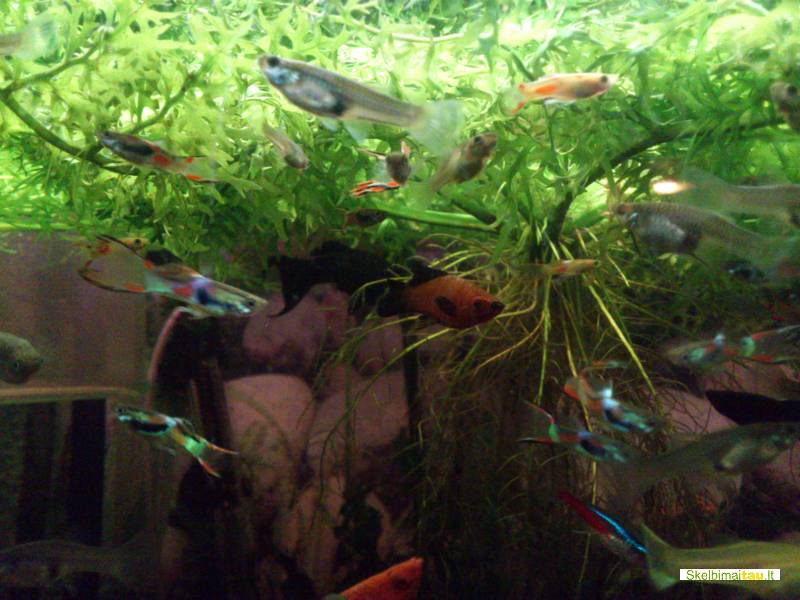 Endlerio gupijos, juodos molinezijos, kardonešiai