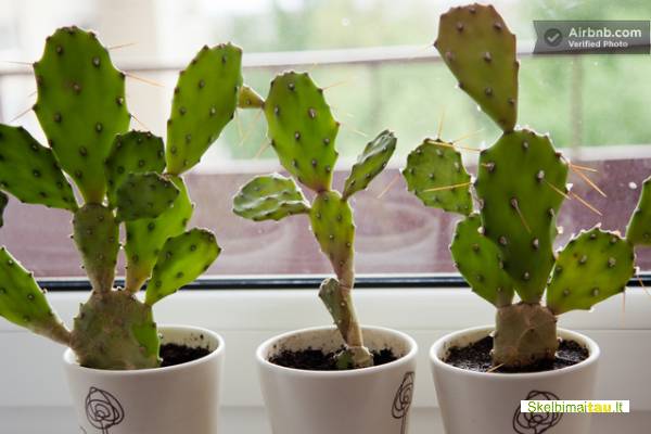 Stilingo buto nuoma kaune