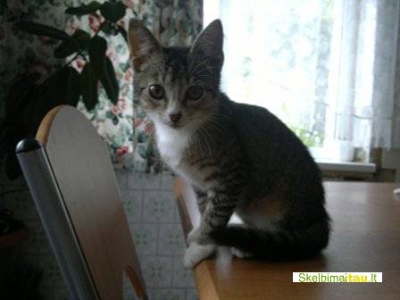 Dovanoju raina maza katyte, galimas atvezimas i visus miestu