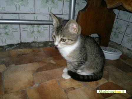 Dovanoju raina maza katyte, galimas atvezimas i visus miestu