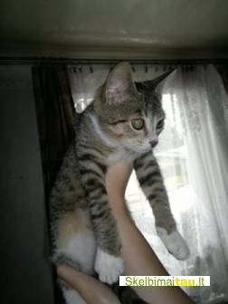 Dovanoju raina maza katyte, galimas atvezimas i visus miestu