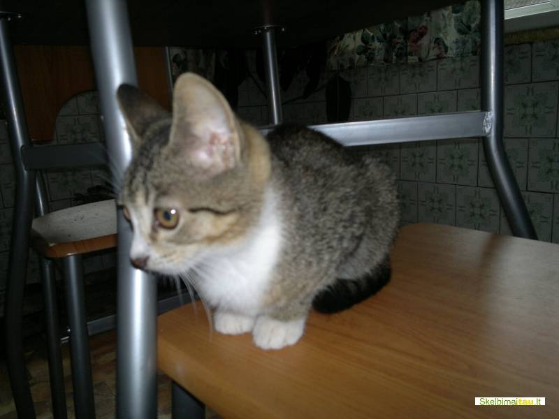 Dovanoju raina maza katyte, galimas atvezimas i visus miestu