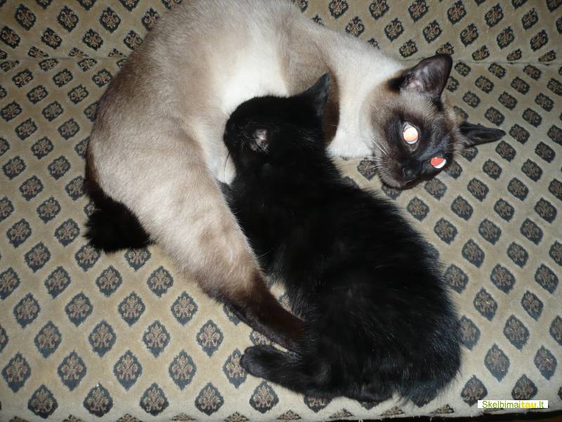 Dovanojame 2men. katyte