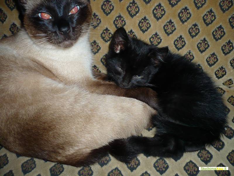 Dovanojame 2men. katyte