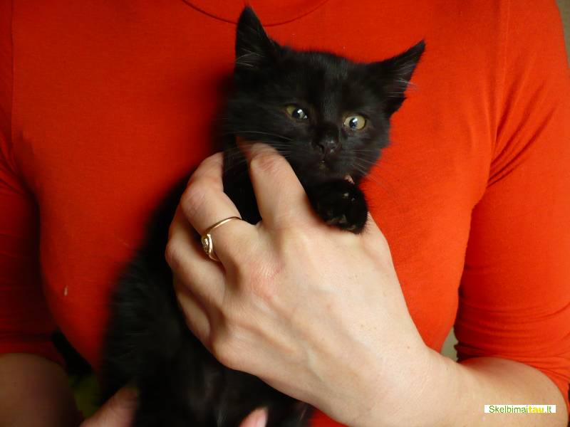 Dovanojame 2men. katyte