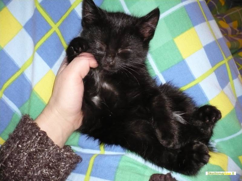 Dovanojame 2men. katyte