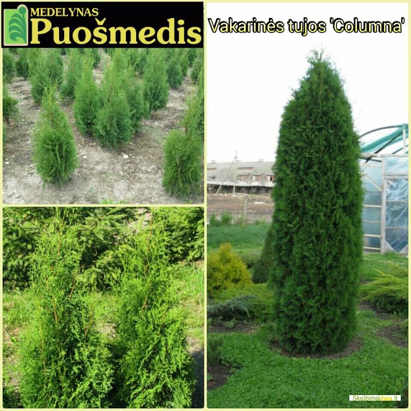 Tujos akcija, pigiau ir geriau nerasite