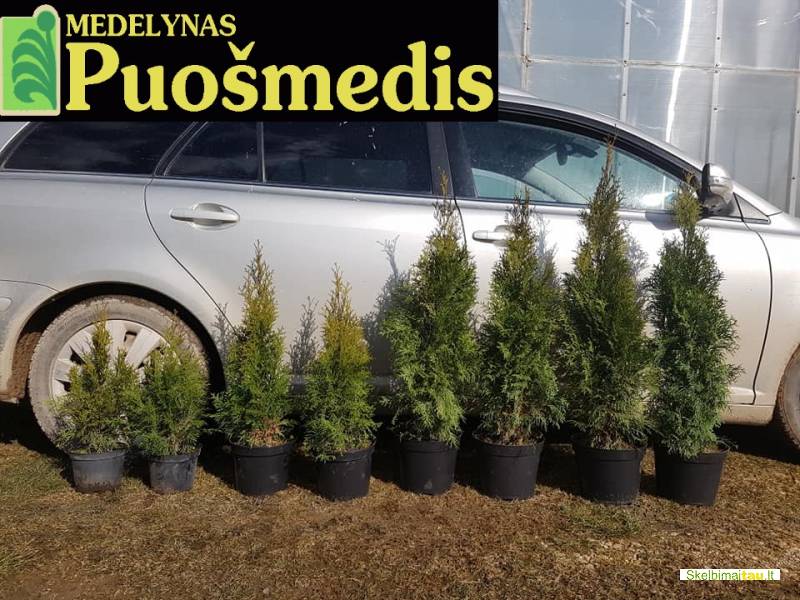 Tujos akcija, pigiau ir geriau nerasite