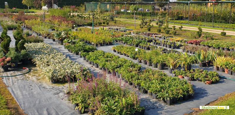 Tujos gyvatvorėms ir ne tik