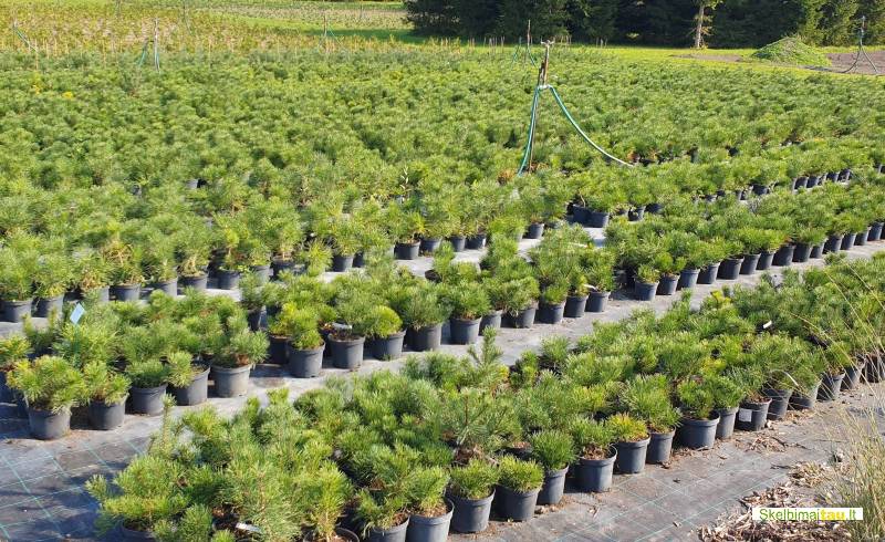 Tujos gyvatvorėms ir ne tik