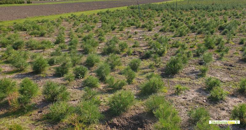 Tujos gyvatvorėms ir ne tik