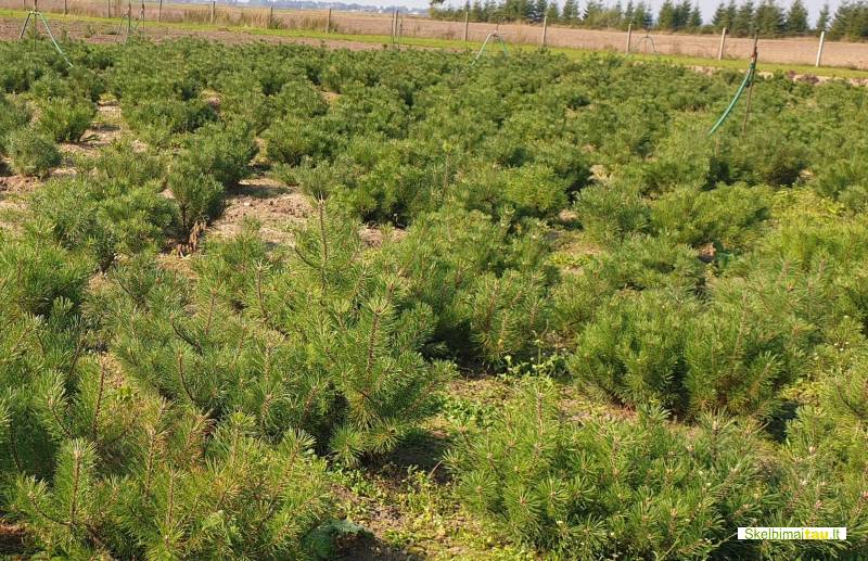 Tujos gyvatvorėms ir ne tik