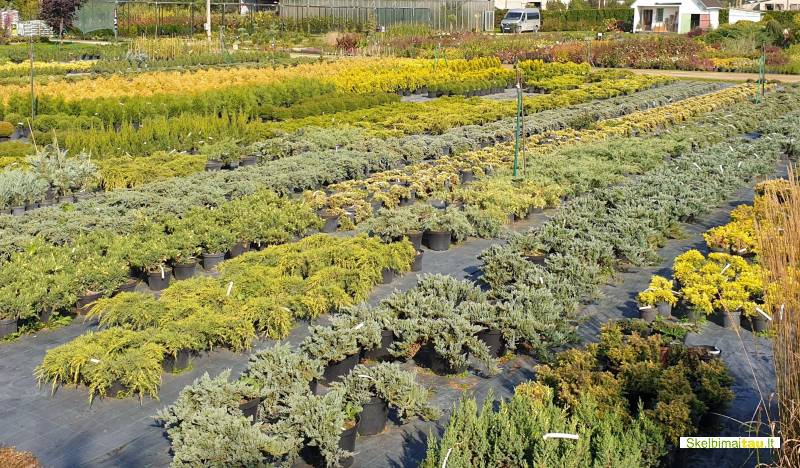 Tujos gyvatvorėms ir ne tik