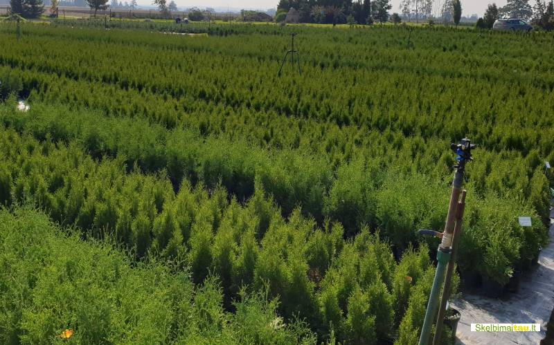 Tujos gyvatvorėms ir ne tik