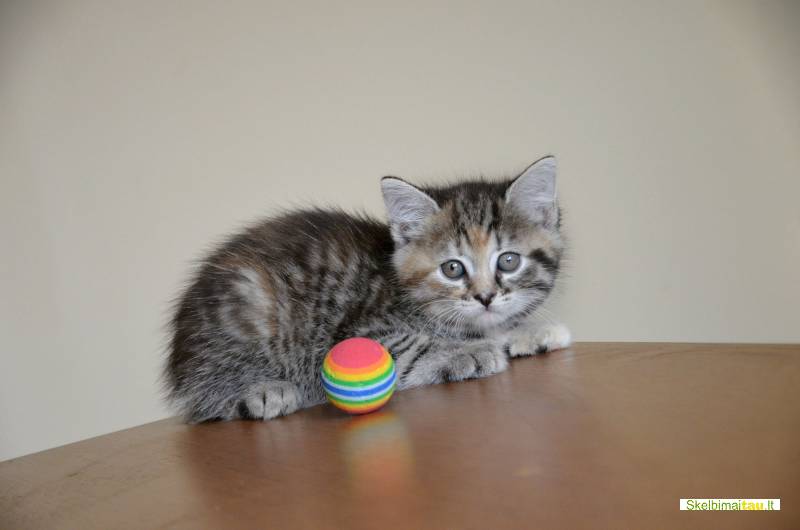 Dovanojama dieviško grožio maža katytė