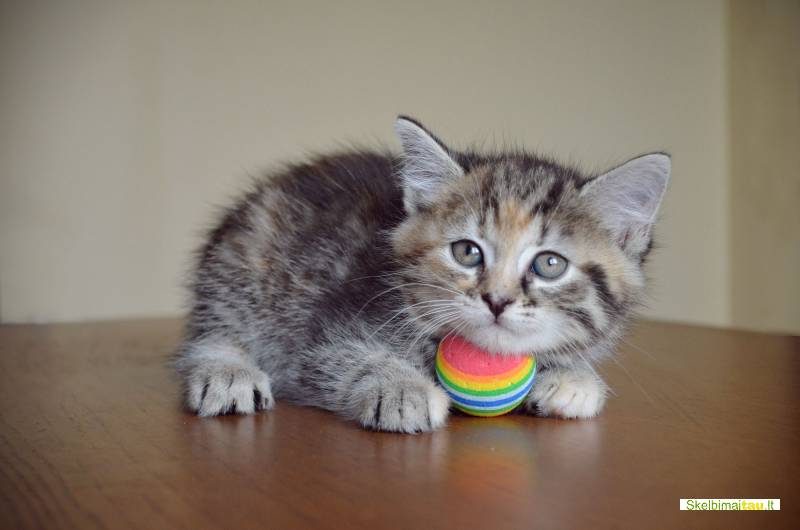 Dovanojama dieviško grožio maža katytė