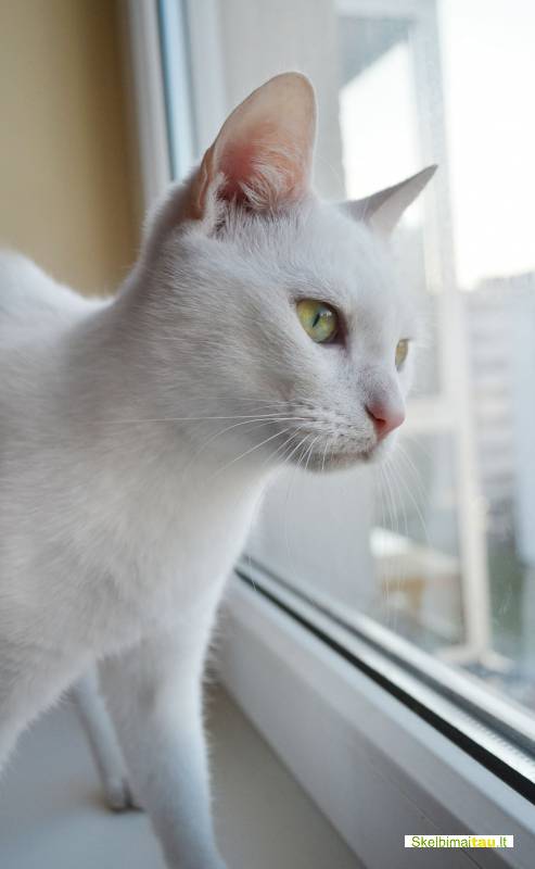 Dovanojama jauna,sterilizuota,balta,rami katytė