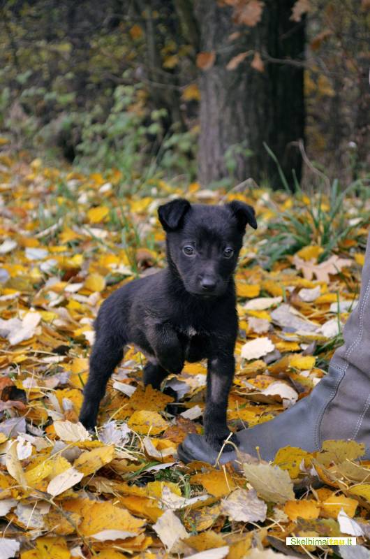 Dovanojamas 1,5 mėn. šuniukas lobis su ypatinga istorija