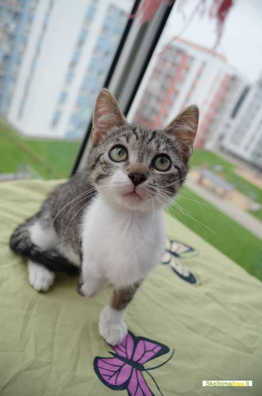 Dovanojamas 3mėn., skiepytas, neeilinis kačiukas gokas