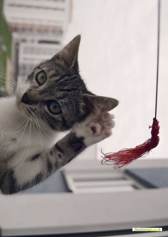 Dovanojamas 3mėn., skiepytas, neeilinis kačiukas gokas