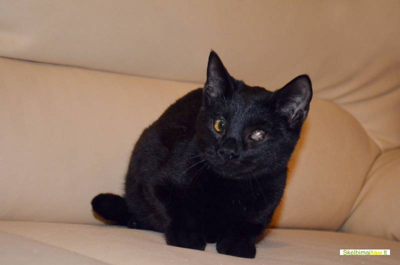 Dovanojamas jaunas, kastruotas, nakties juodumo brilis