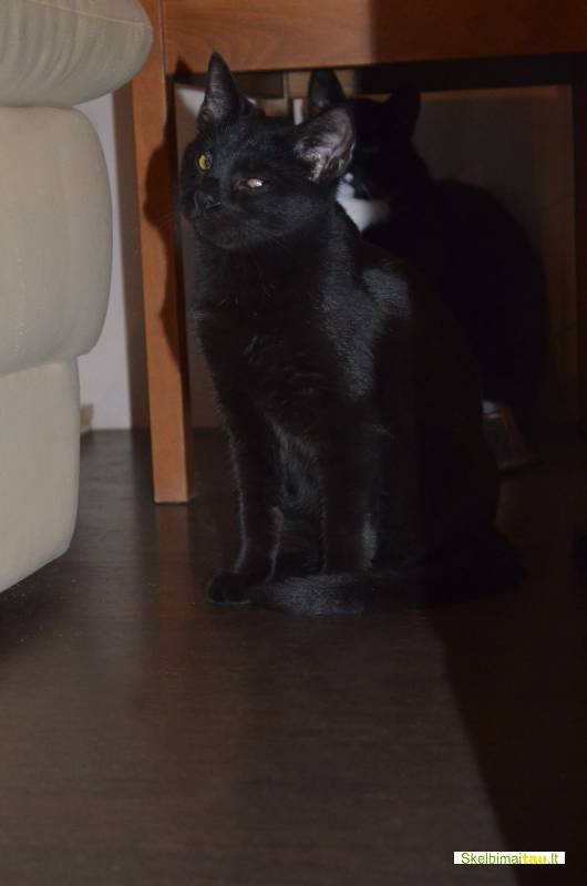 Dovanojamas jaunas, kastruotas, nakties juodumo brilis