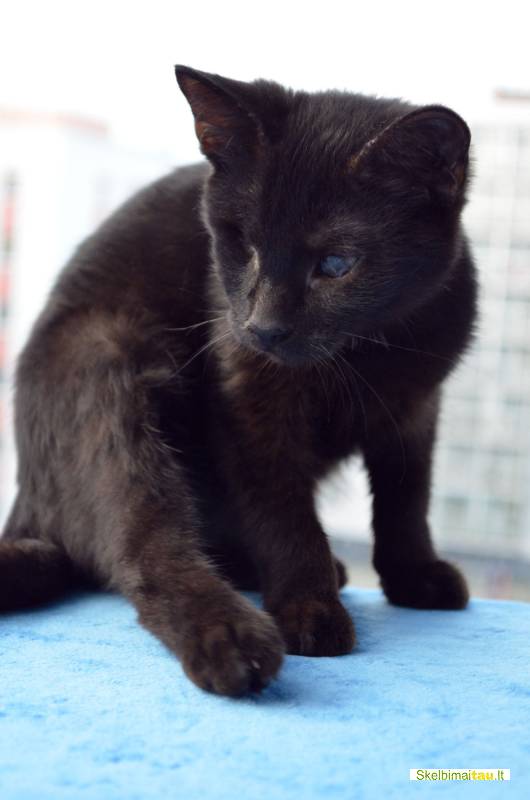 Dovanojamas jaunas, kastruotas, puikus kačiukas bliuzas