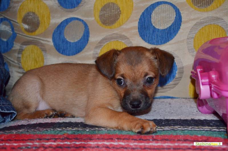 Dovanojami 1,5 mėn. nuostabūs mažaūgiai šuniukai