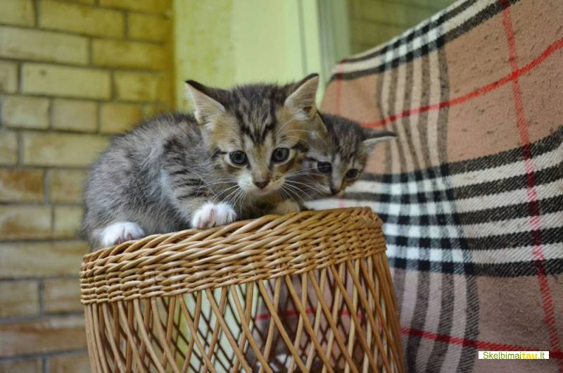 Dovanojami nuostabūs kačiukai, gimę balkone