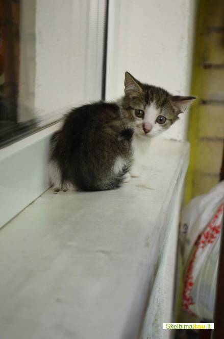 Dovanojami nuostabūs kačiukai, gimę balkone