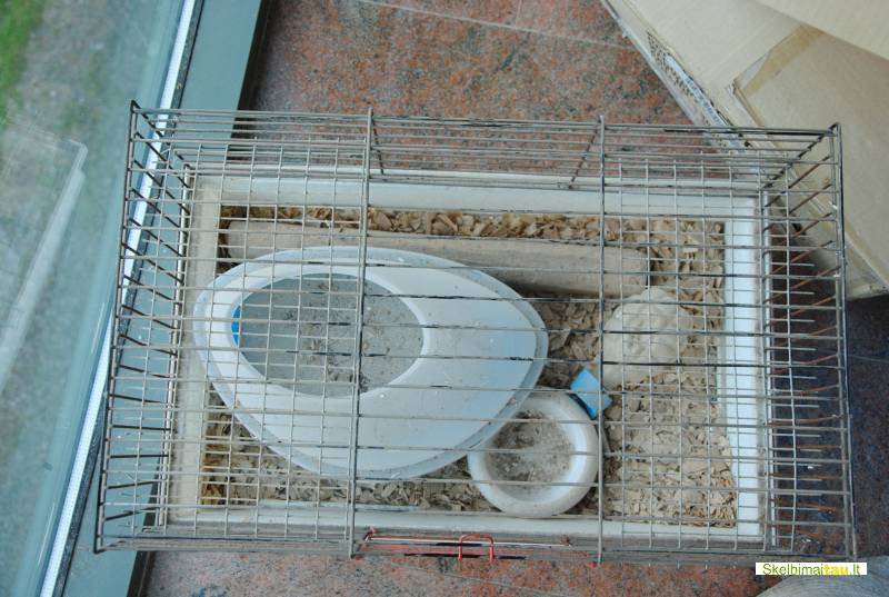 Narvelis su priedais