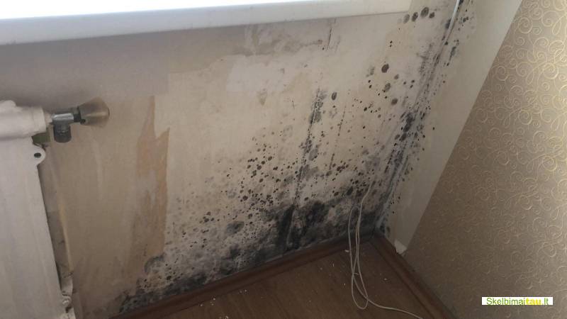 Profesionalus pelėsio naikinimas